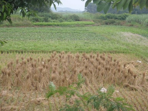 Rice Crop in Harvest Bundles.